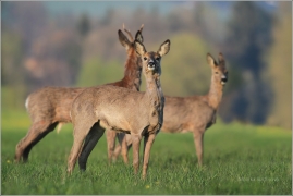 <p>SRNEC OBECNÝ (Capreolus capreolus) Šluknovsko - Jiříkov   /European roe deer - Reh/</p>